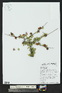 Rhus microphylla image