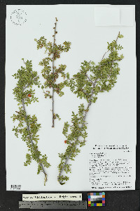 Rhus microphylla image