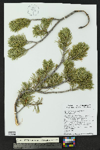Pinus edulis image