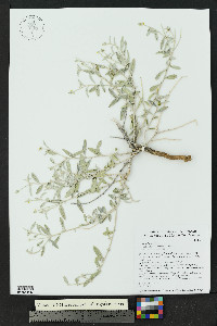 Croton dioicus image