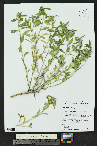 Argythamnia serrata image