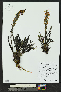Pedicularis parryi image