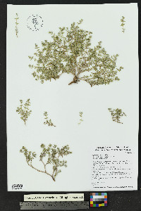 Chamaesyce lata image