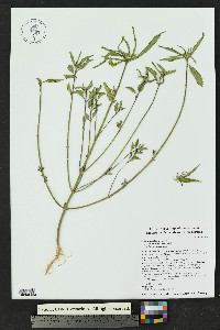 Euphorbia davidii image