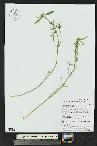 Euphorbia davidii image