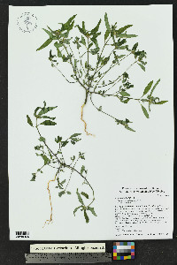 Euphorbia davidii image