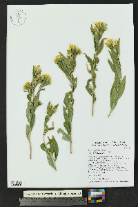 Trixis californica image