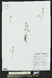 Euphorbia chaetocalyx image