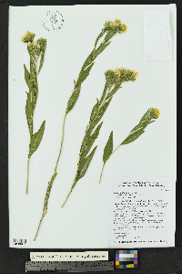 Trixis californica image