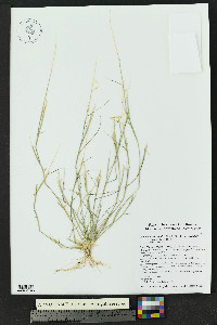 Bouteloua aristidoides image