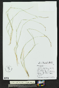 Bouteloua eriopoda image