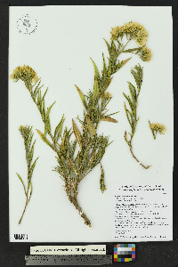 Trixis californica image