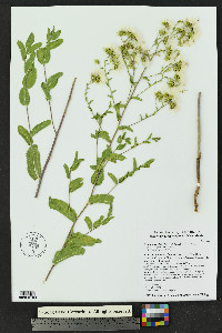 Acourtia wrightii image