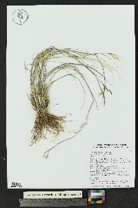 Bouteloua eriopoda image