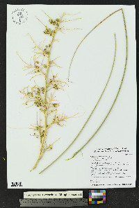 Nolina microcarpa image