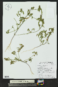 Acalypha neomexicana image
