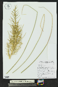 Nolina texana image
