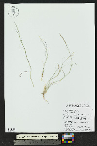 Bouteloua eriopoda image