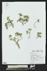 Argythamnia serrata image