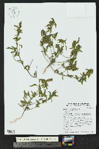 Acalypha neomexicana image