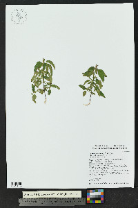Acalypha neomexicana image