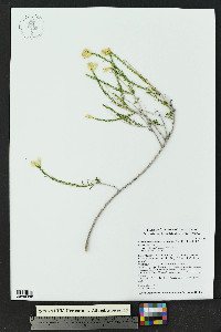Lorandersonia baileyi image