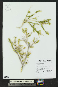 Mortonia scabrella image