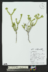 Mortonia scabrella image