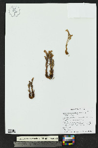 Orobanche fasciculata image