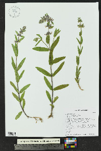 Stachys rothrockii image