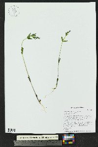 Gentianella amarella subsp. acuta image