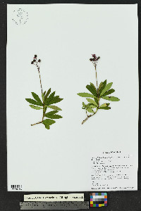Chimaphila umbellata subsp. acuta image