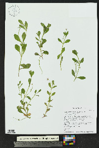 Montia chamissoi image