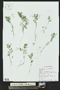 Spermolepis echinata image