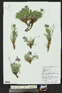 Trifolium attenuatum image