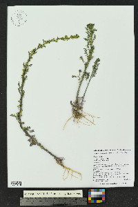 Descurainia incana image