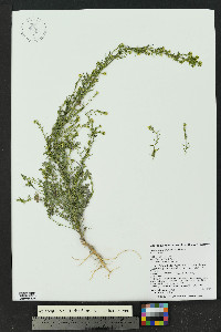 Descurainia kenheilii image