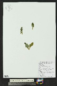 Botrychium simplex var. compositum image
