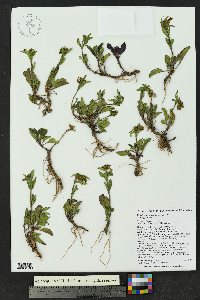 Penstemon whippleanus image