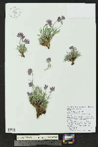 Trifolium attenuatum image