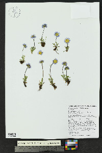 Erigeron grandiflorus image