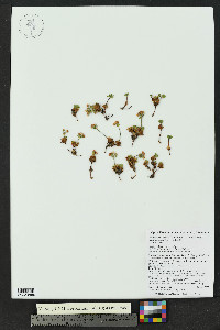 Androsace chamaejasme subsp. lehmanniana image