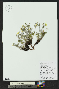 Potentilla hookeriana image