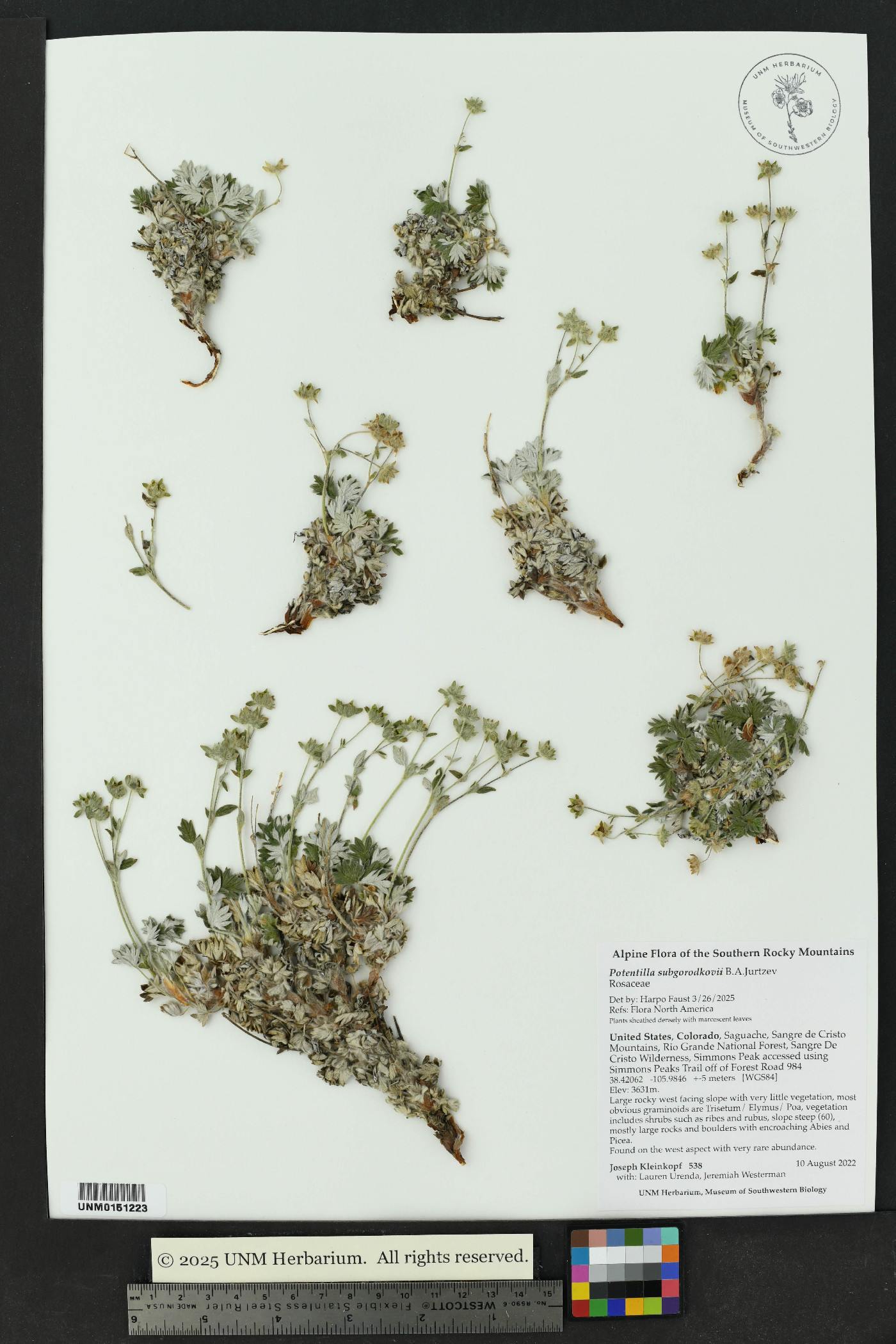 potentilla subgorodkovii image