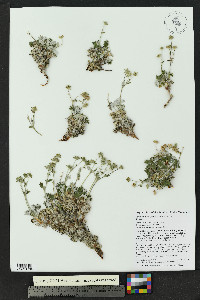potentilla subgorodkovii image
