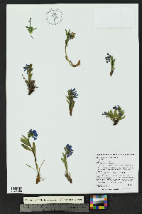 Mertensia ovata image