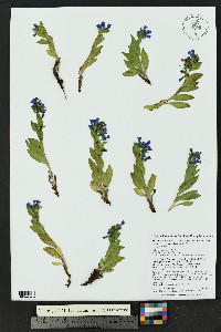 Mertensia ovata image