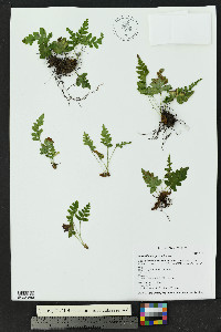 Polypodium hesperium image