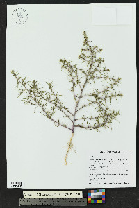 Salsola tragus image