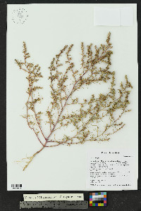 Salsola tragus image